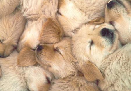 les petit chiots