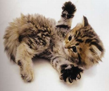 petit chanton